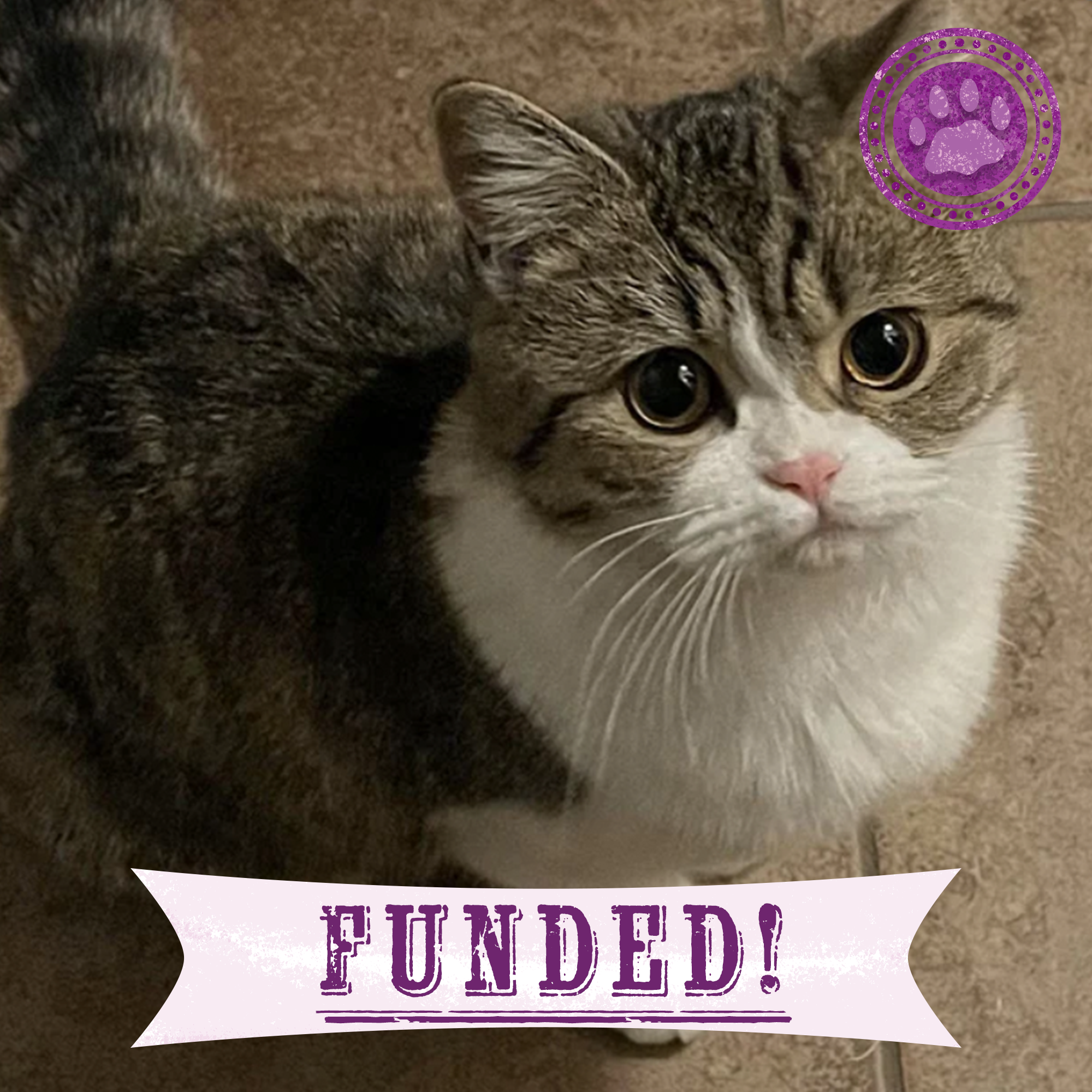 Funded: Help Francine Heal From Fracture、mySite、camillekostekn