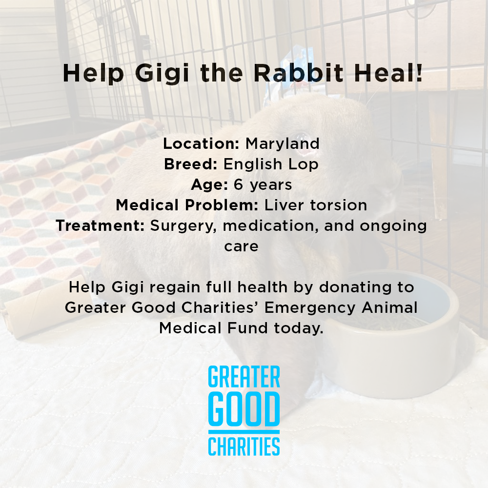Funded: Help Gigi the Rabbit Heal、mySite、camillekostekn