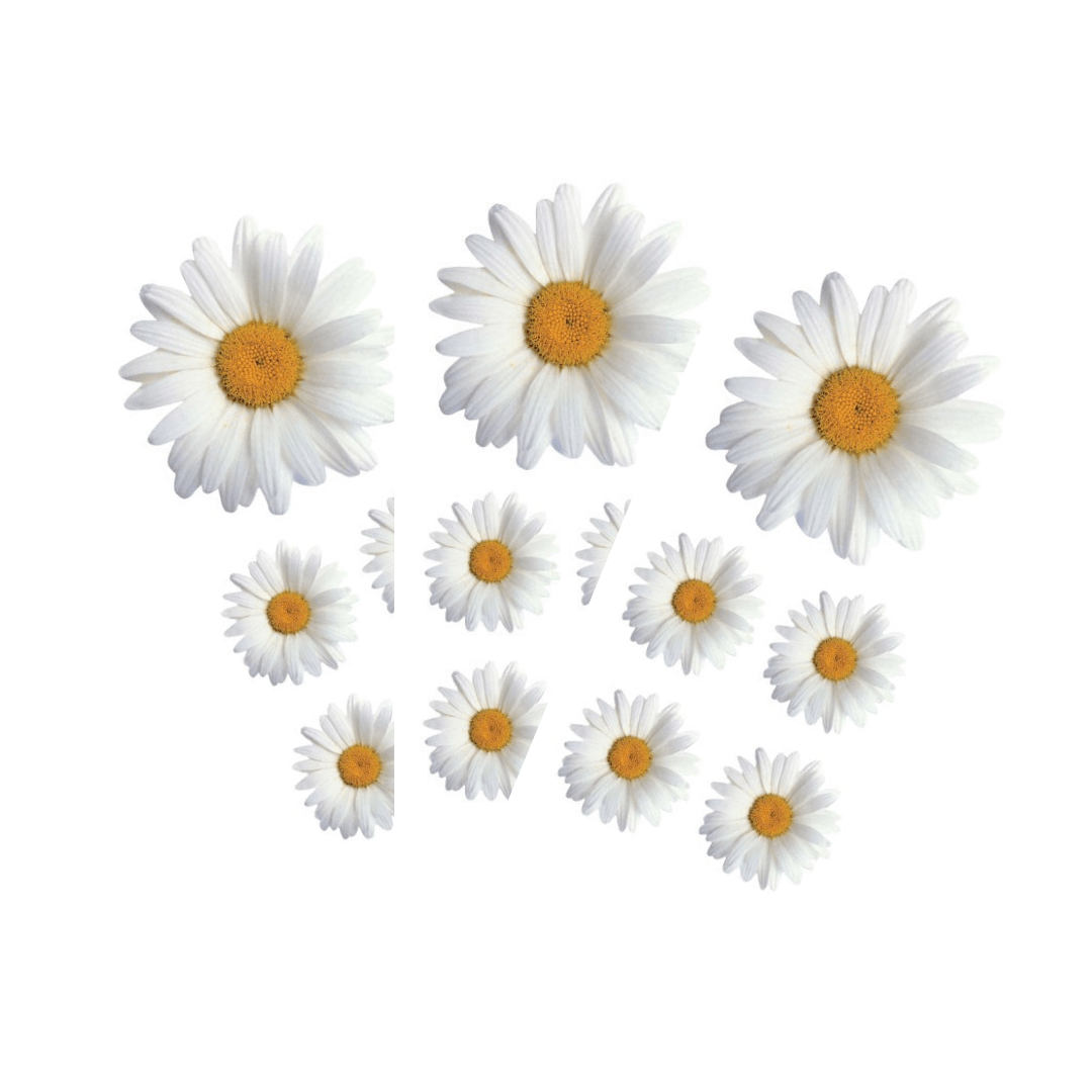  Decorative Stickers - Oxeye Daisies、mySite、ghnorth