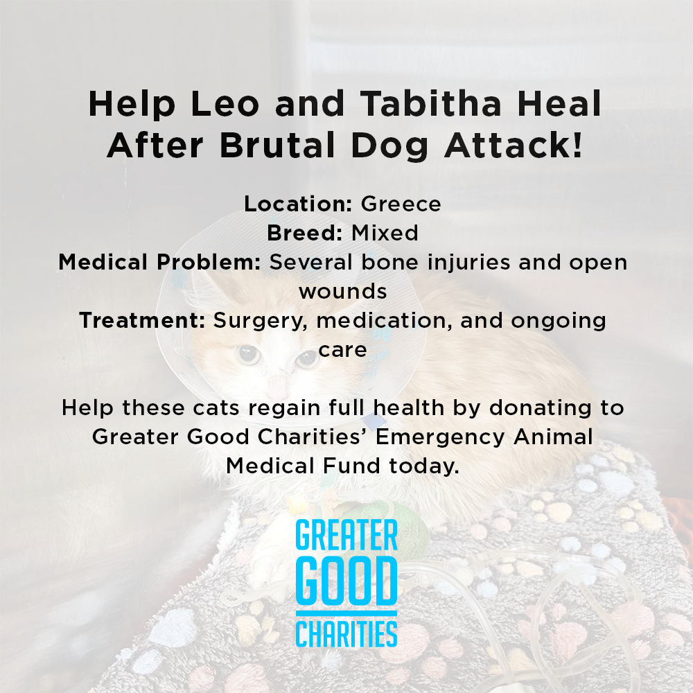 Funded: Help Leo and Tabitha Heal After Brutal Dog Attack、mySite、camillekostekn