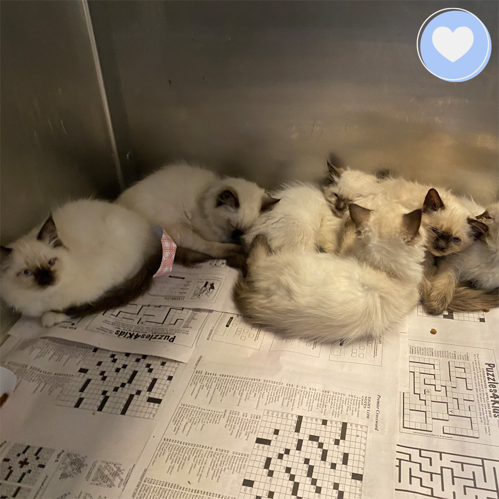 Funded: 100 Neglected Cats & Kittens Need Help Immediately、mySite、camillekostekn