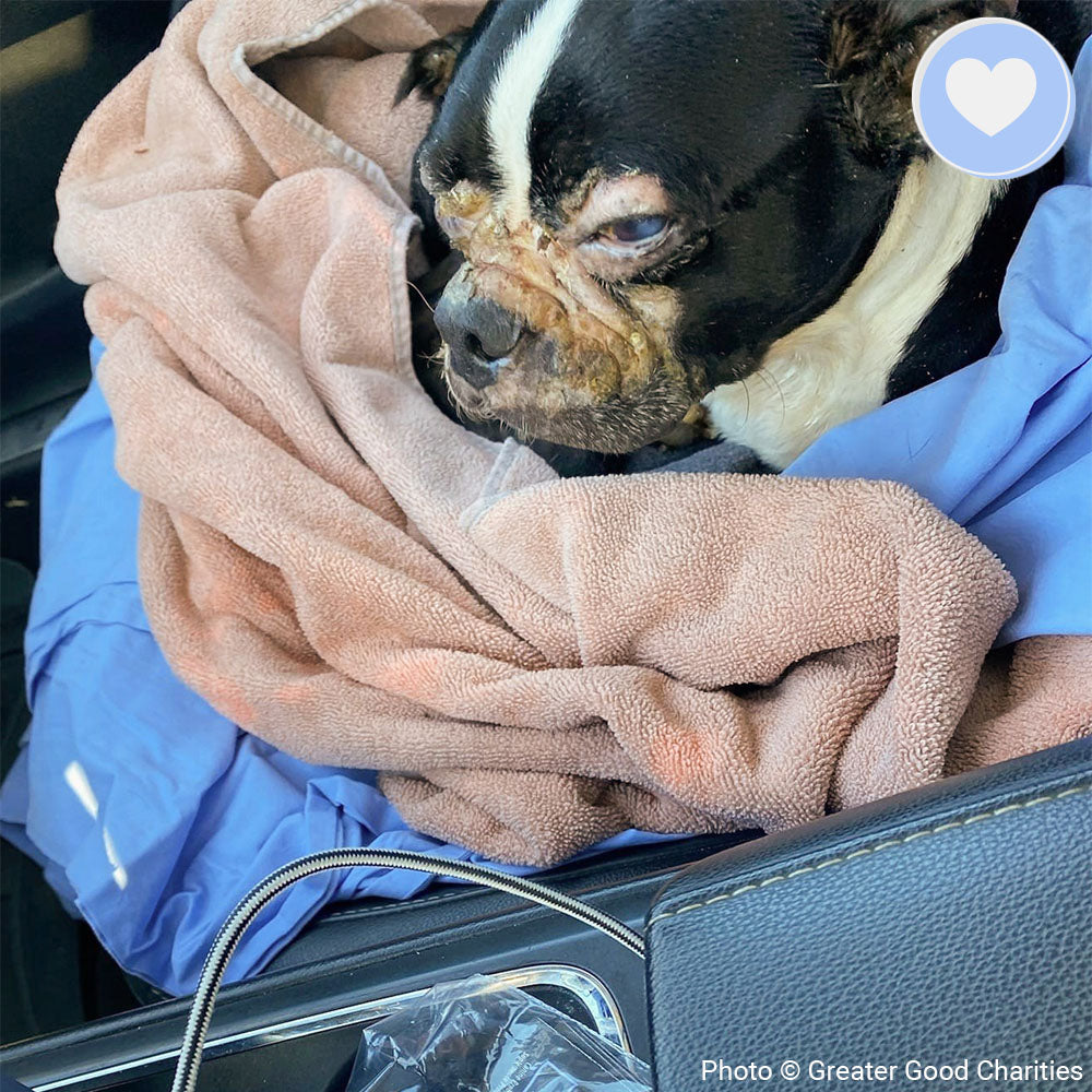 Funded: Help Sick Marlon Get the Treatment He Needs、mySite、camillekostekn