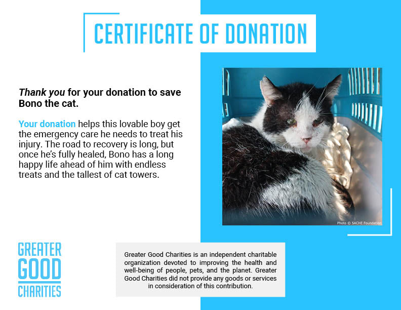 Funded: Save Bono's Leg After Brutal Cat Trap Injury、mySite、camillekostekn