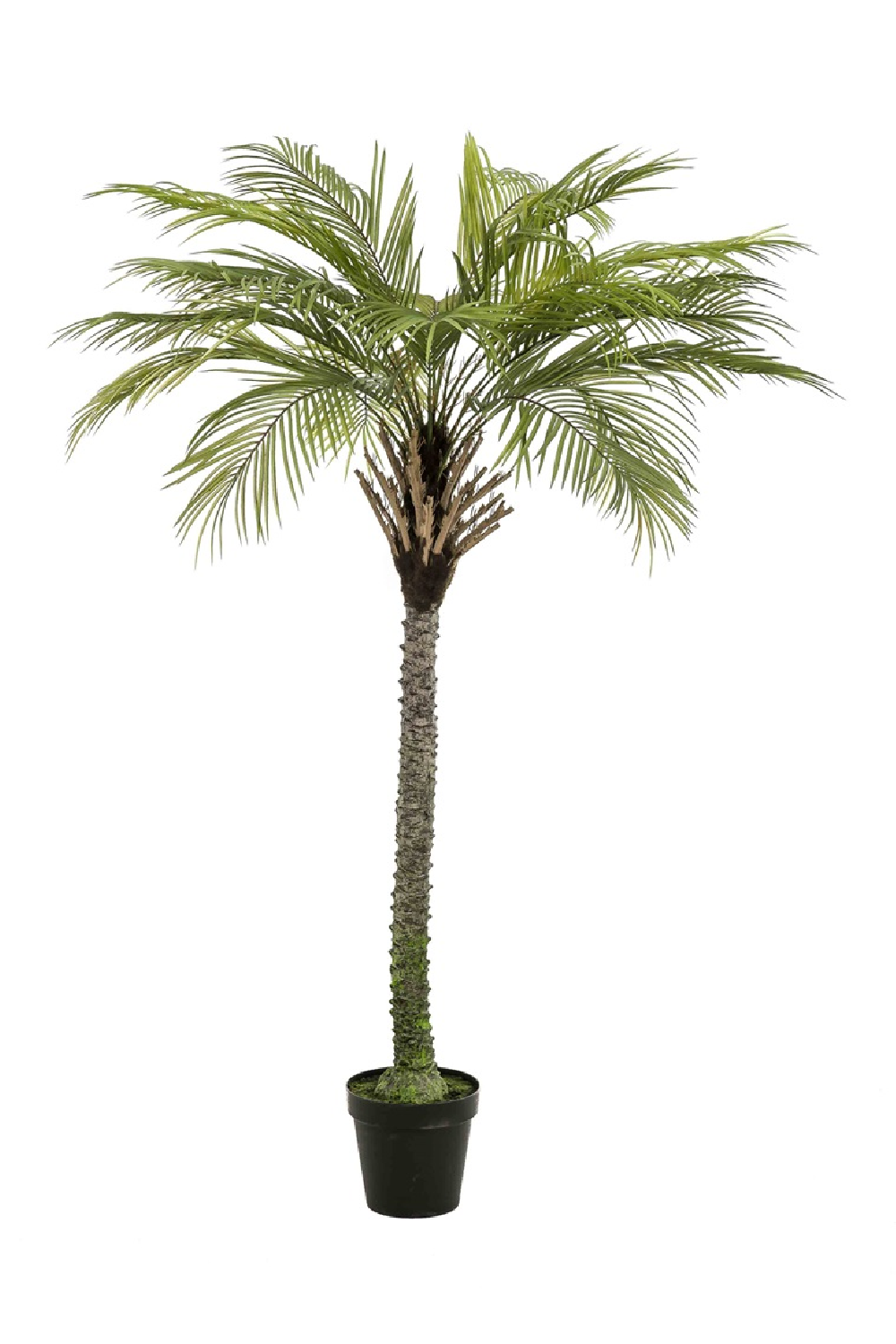 Artificial Date Tree Set (2) | Emerald Phoenix Palm Deluxe、mySite、neckold