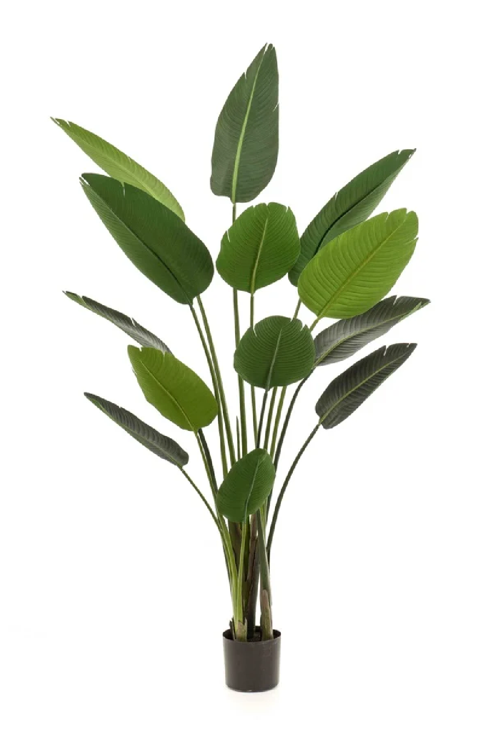 Potted Faux Houseplant Set (2) | Emerald Strelitzia、mySite、neckold