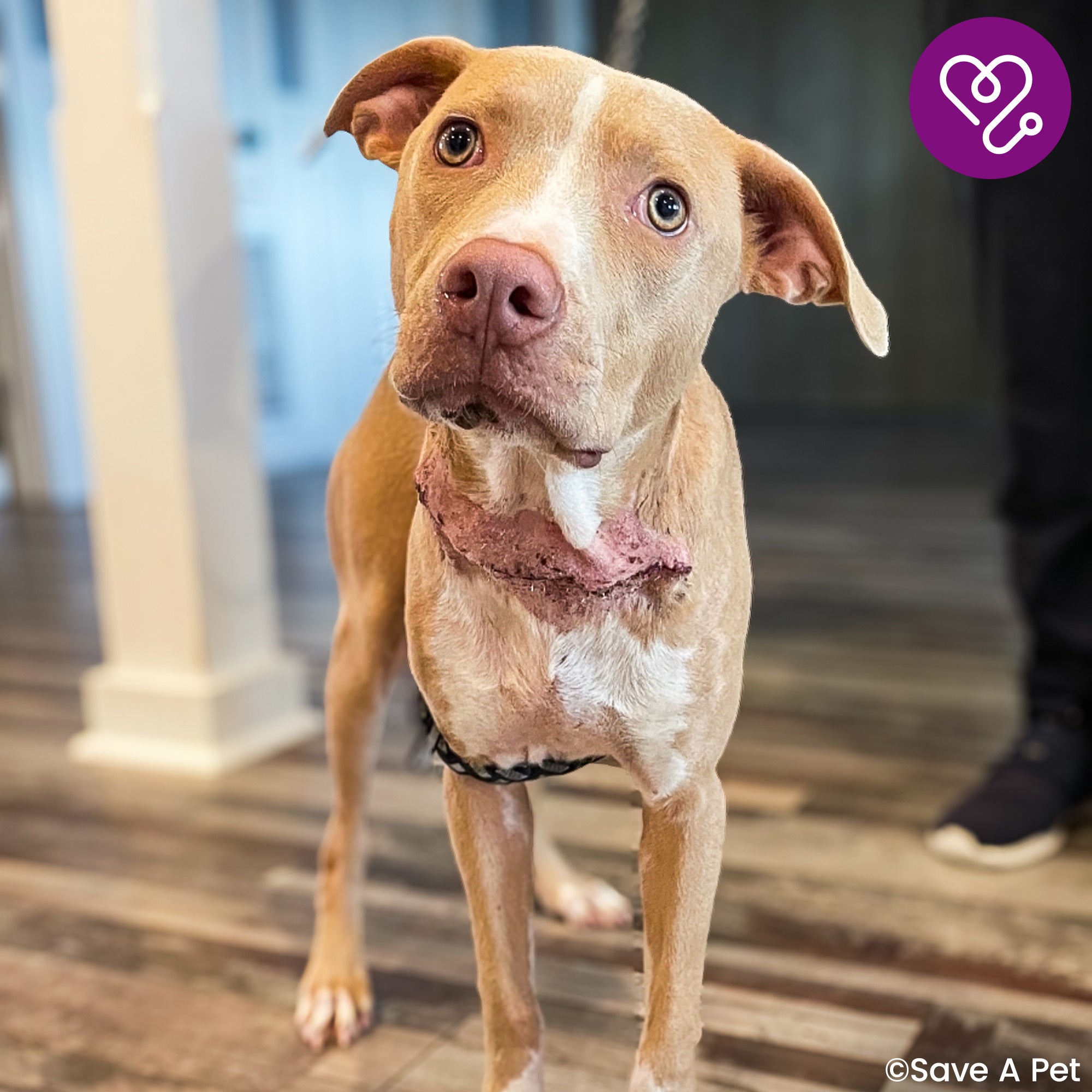 Funded: Help Adonis Heal from Embedded Collar、mySite、camillekostekn