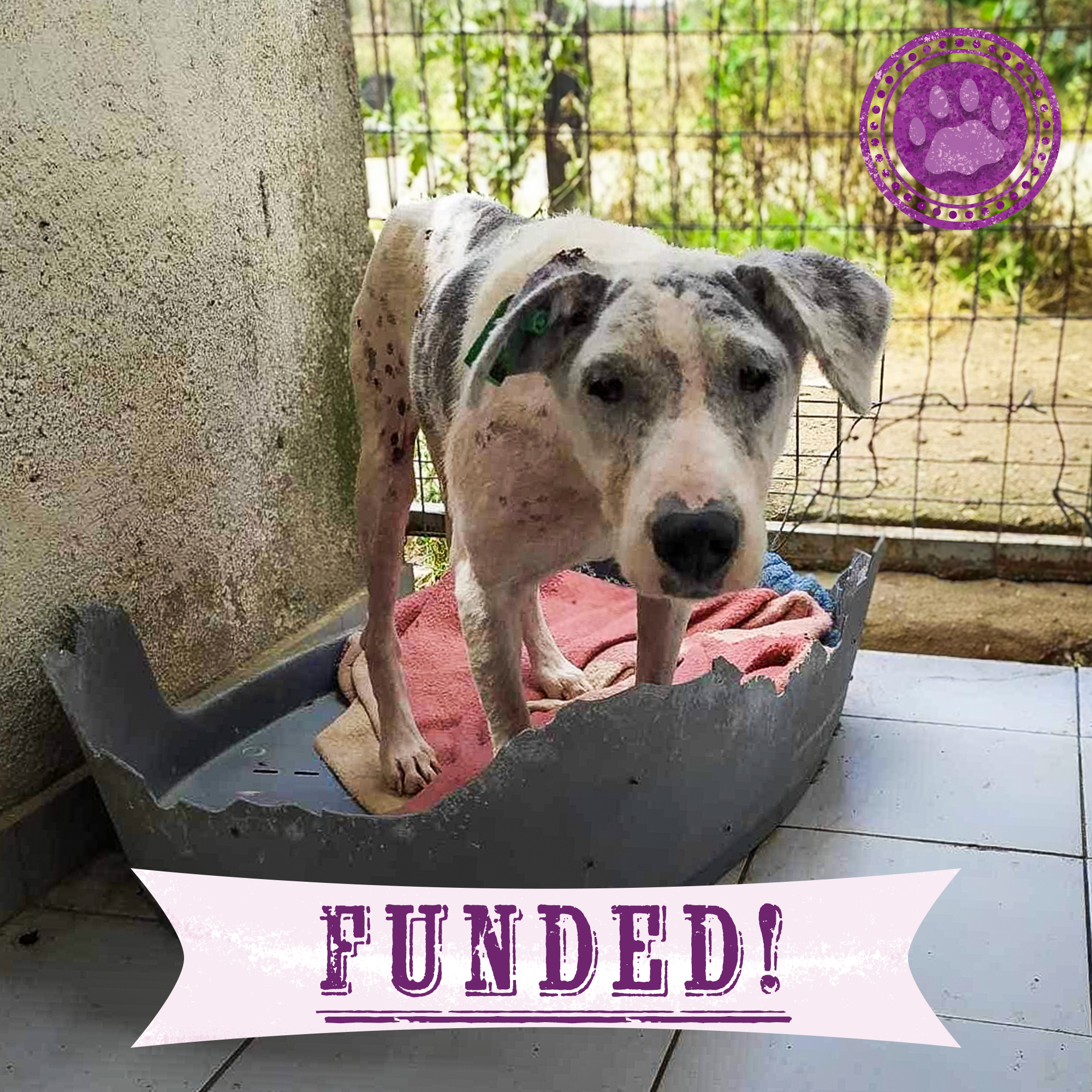 Funded: Help Ghost Recover From Painful Skin Infection、mySite、camillekostekn