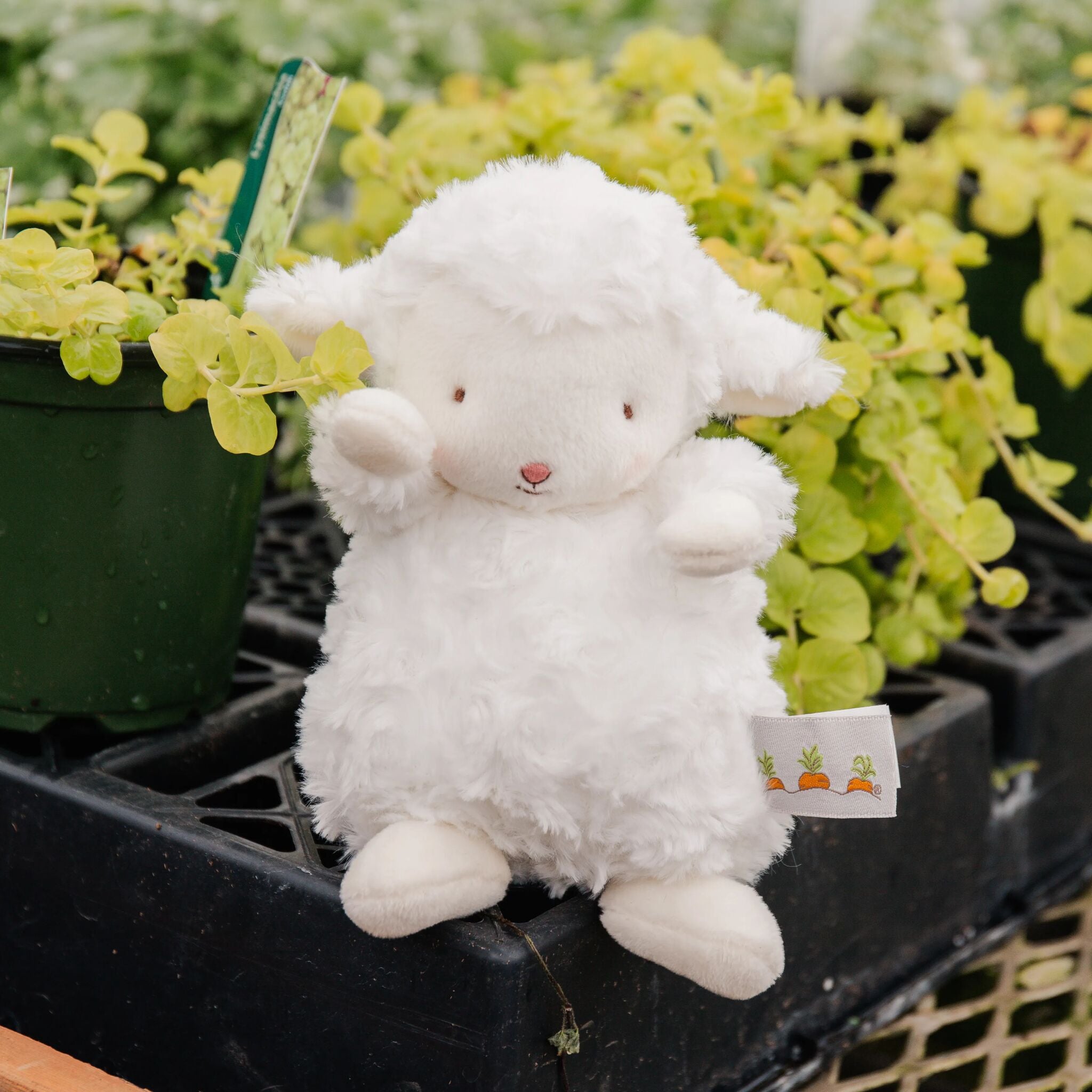 Wee Kiddo the Lamb - White、mySite、g9winljtr