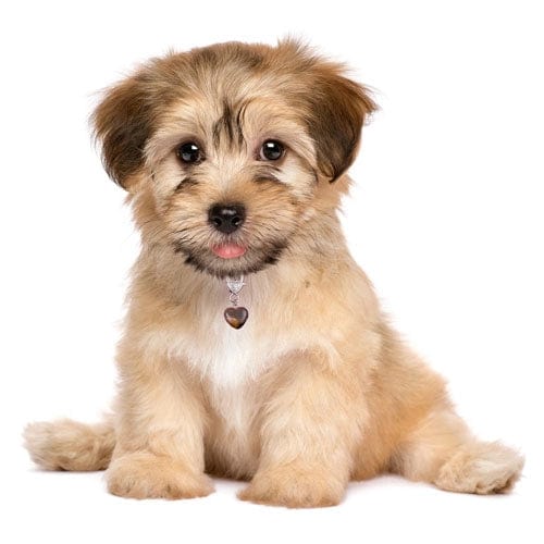 Tiger's Eye Crystal Heart Pet Charm Healing Crystals、mySite、g9winljtr