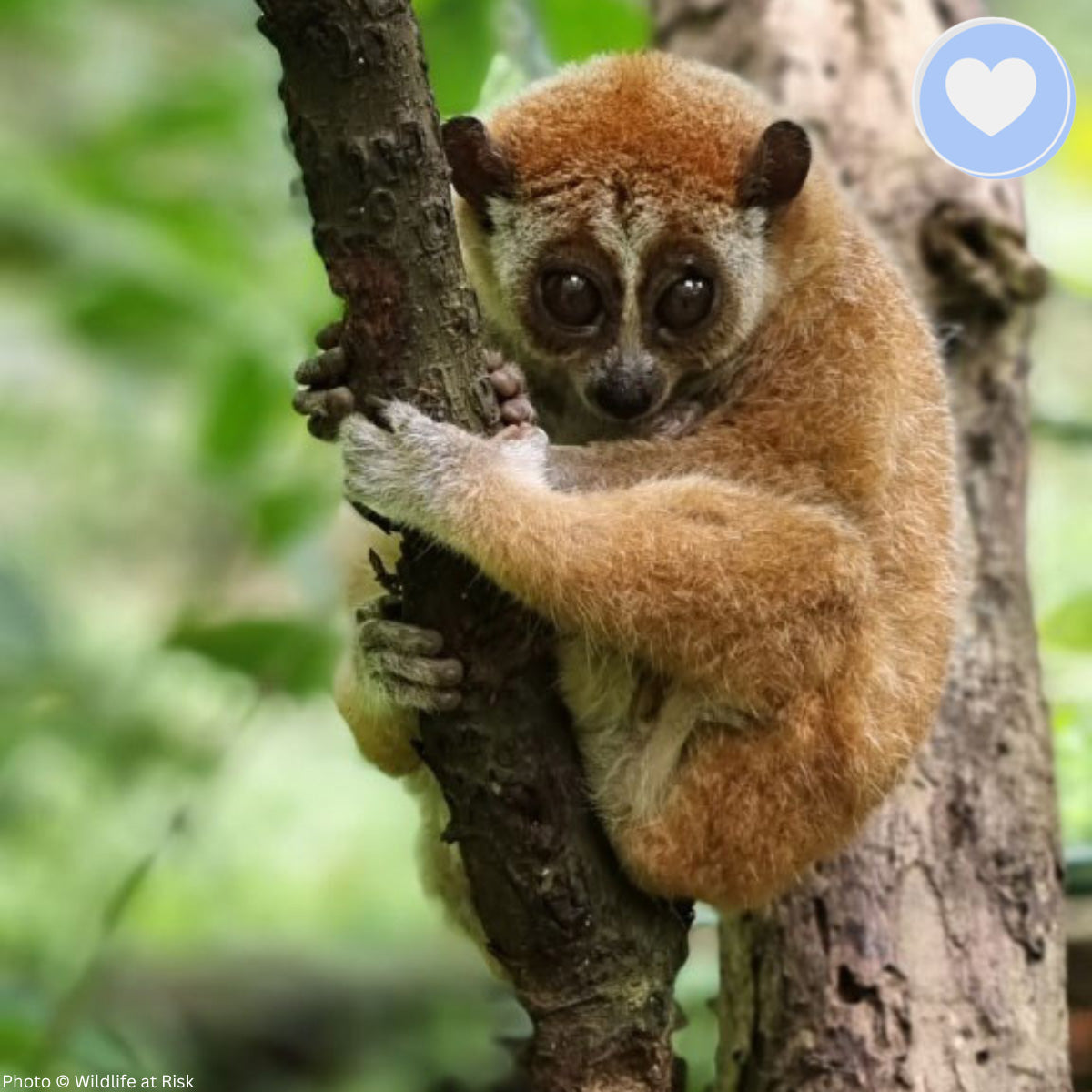 Project Peril: Protect the Pygmy Slow Loris from Critical Habitat Loss、mySite、camillekostekn