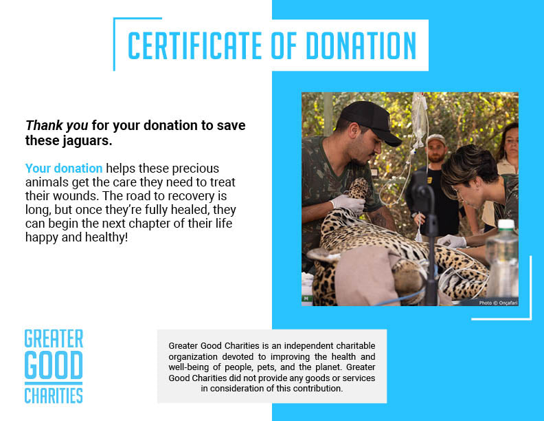 Endangered Jaguars Burned in Horrific Wildfires Need Your Help this Holiday Season、mySite、camillekostekn