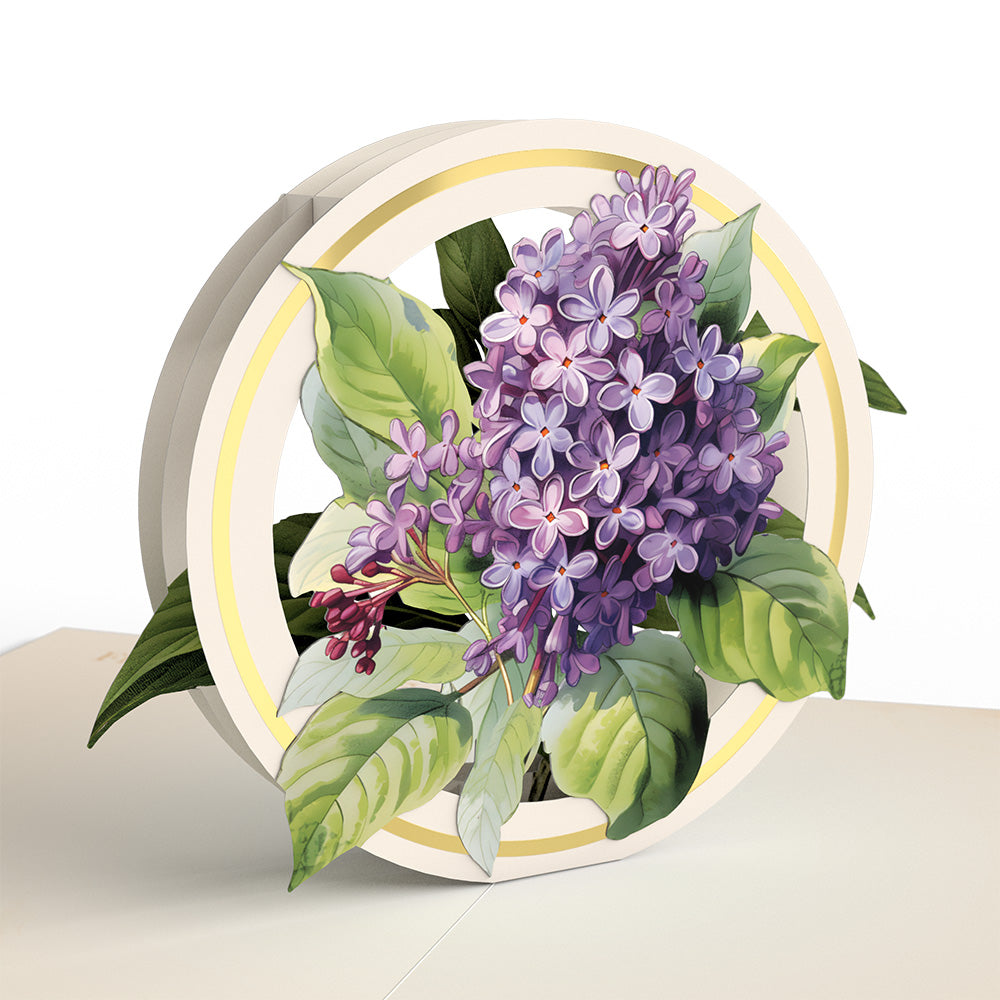 Beautiful Botanicals Box Set (Assorted 12-Pack): Paperpop® Card、mySite、solidvoid