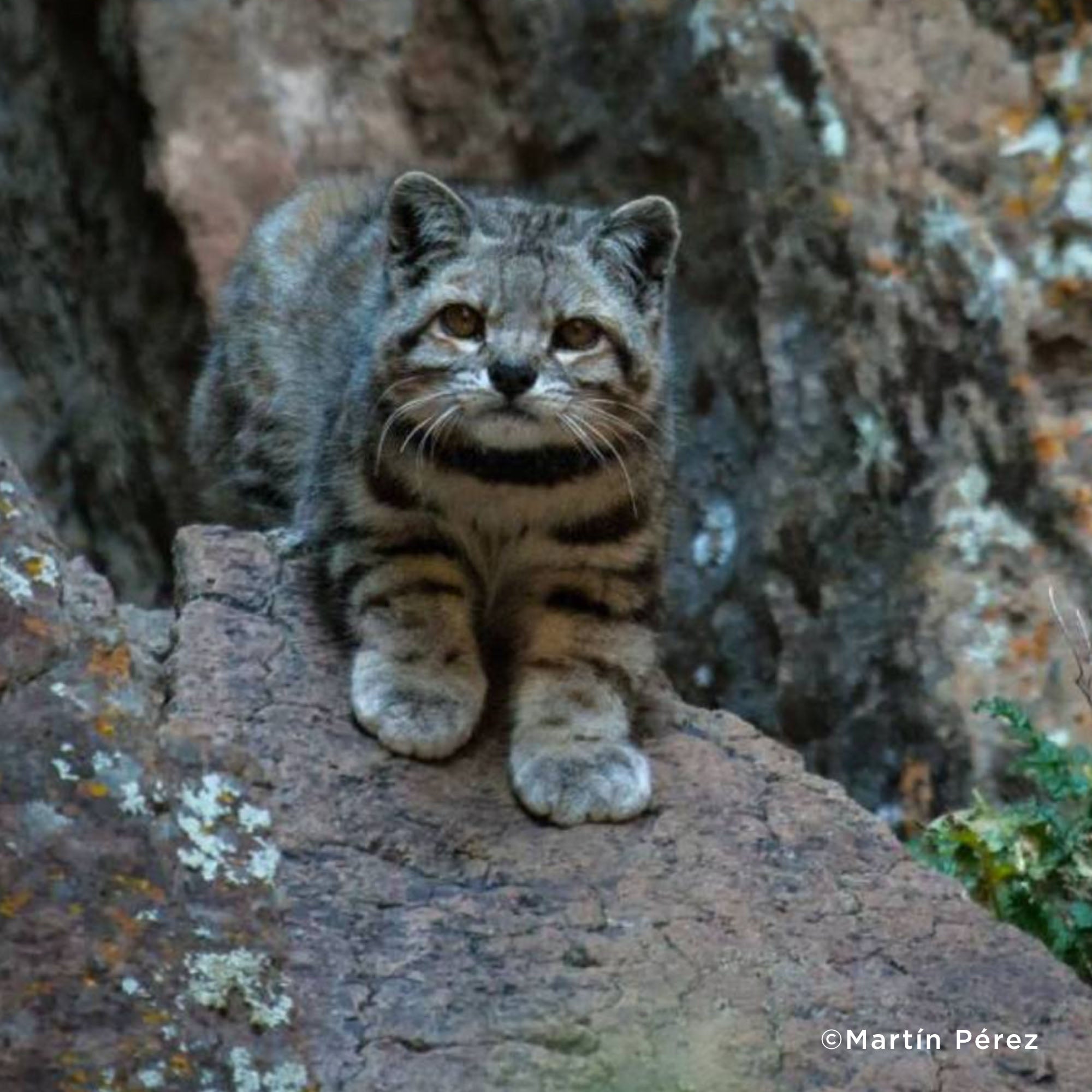 Help Protect Vital Habitat for Endangered Species、mySite、camillekostekn