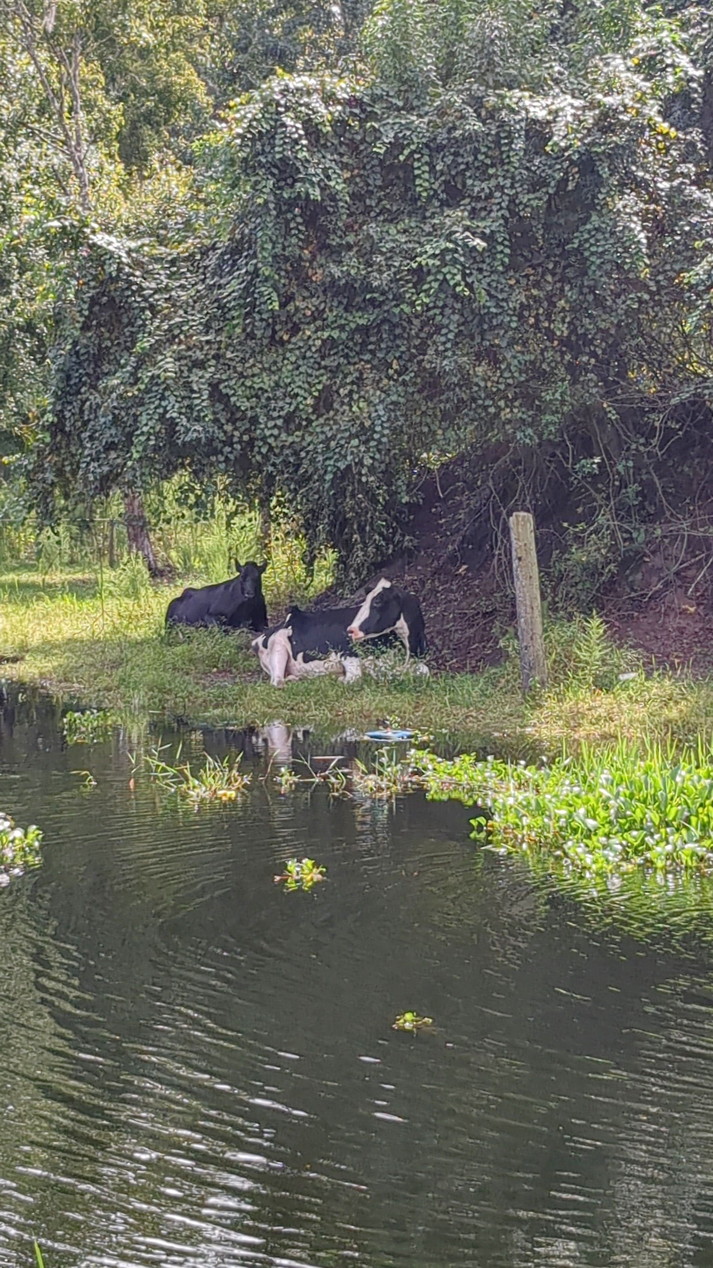 Cow Cuddle EXPERIENCES Gift Certificate-Great Gift Idea!、mySite、g9winljtr