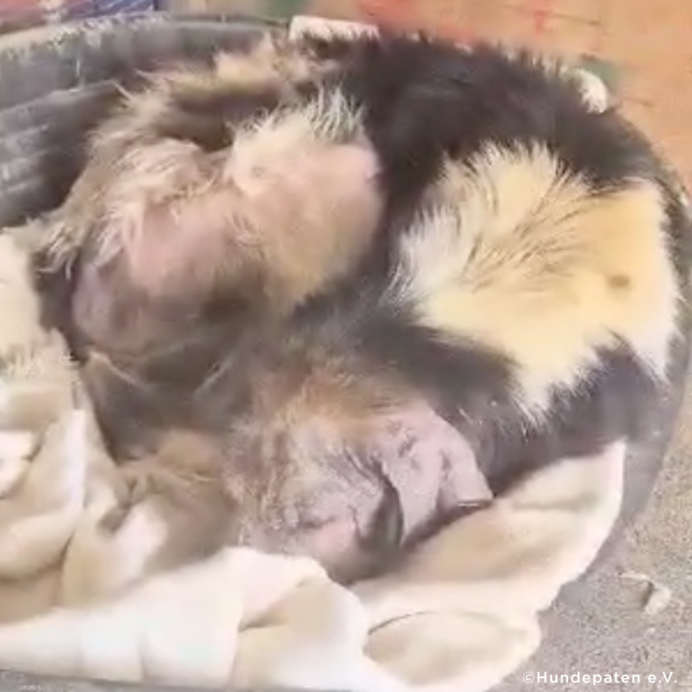 Funded: Heartworm-Positive Dog Found Starving At Dump Needs Us To Survive、mySite、camillekostekn