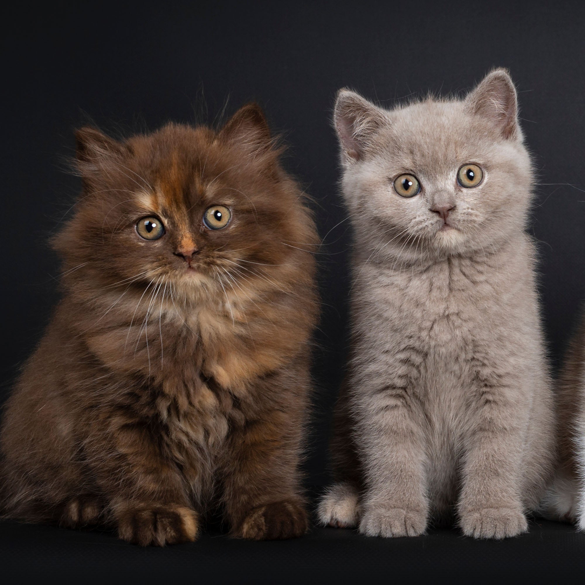 Help Save Newborn Kittens、mySite、camillekostekn