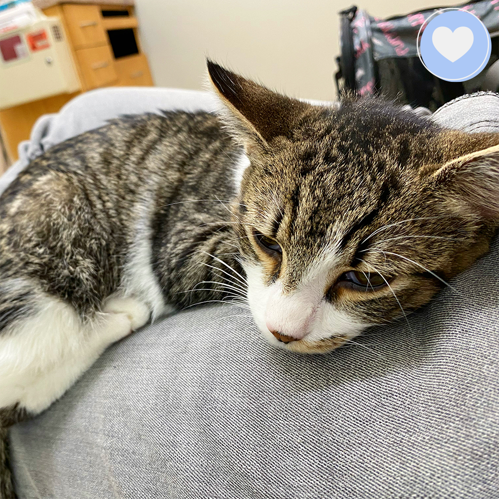 Funded: Give Davey a Second Chance、mySite、camillekostekn