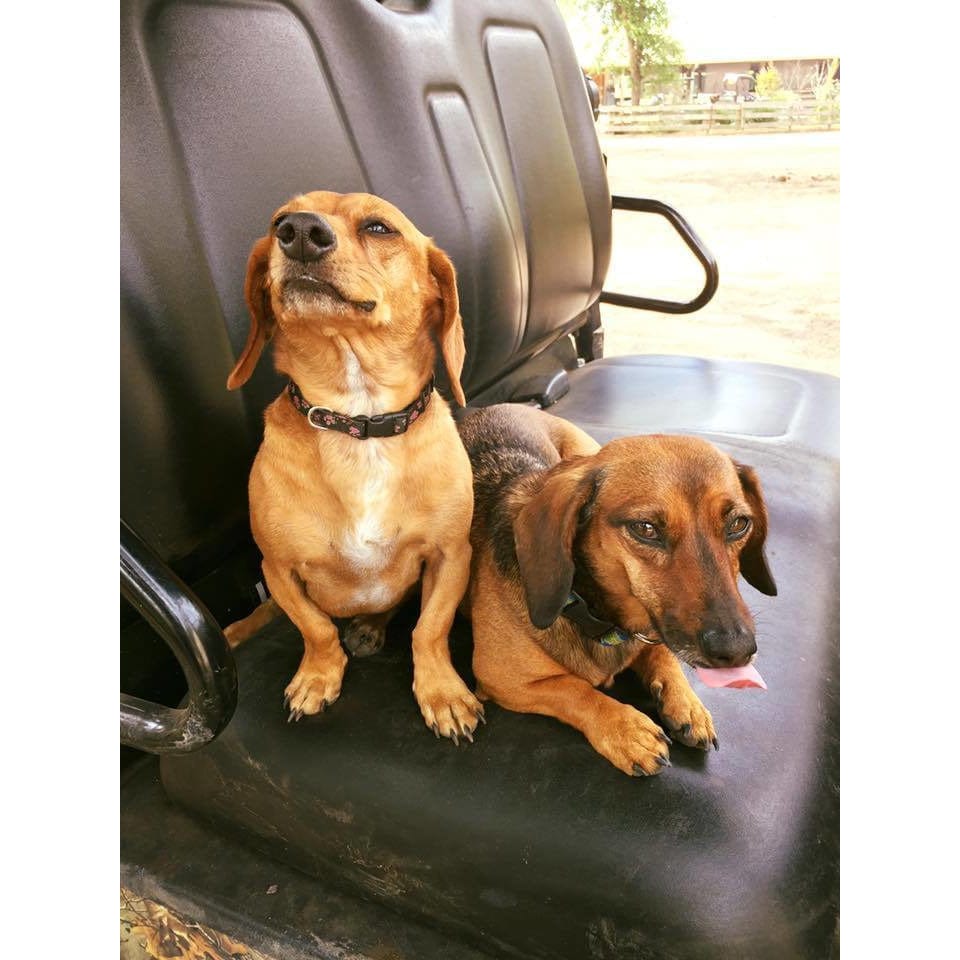 Dachshund Ring in 3 Colors!、mySite、g9winljtr