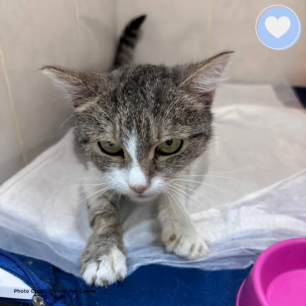 Funded: Sickly Sima Needs Help After Her Home Was Bombed、mySite、camillekostekn