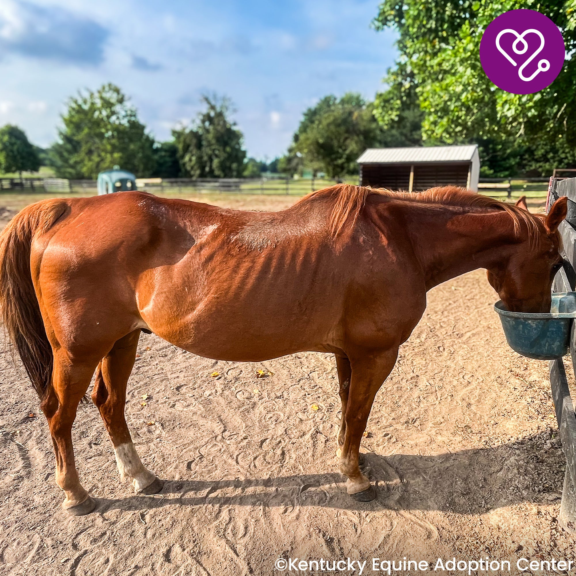 Funded: Help River Regain His Strength、mySite、camillekostekn