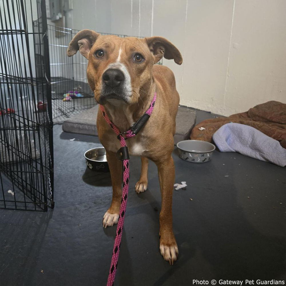 Funded: Help Free Reddy from Her Chains、mySite、camillekostekn