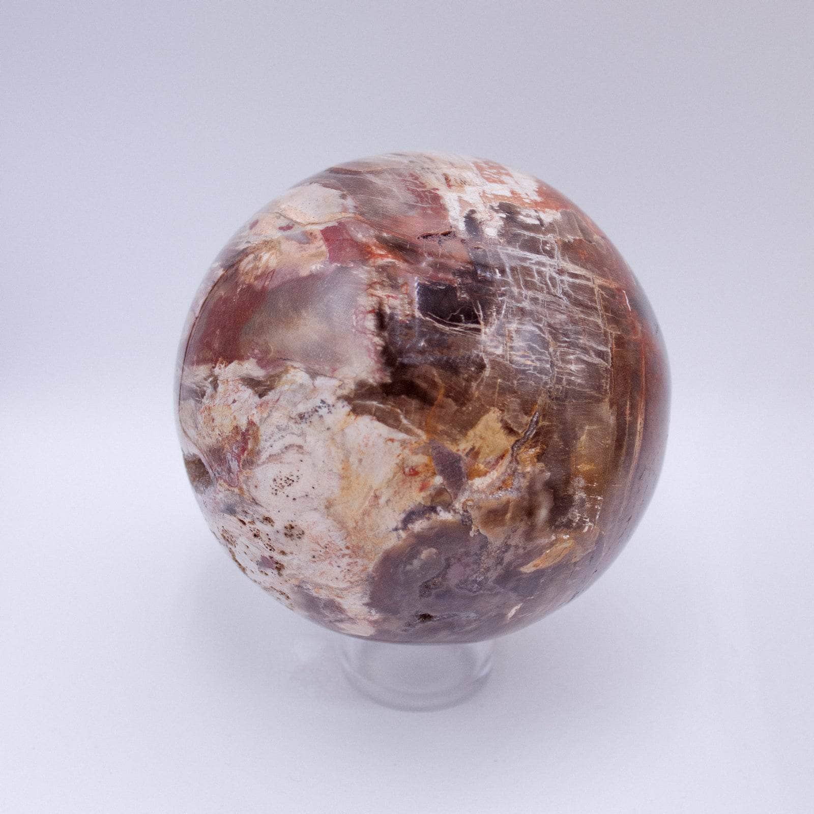 Petrified Wood Sphere - AAA Premium Quality、mySite、hinf8tx79