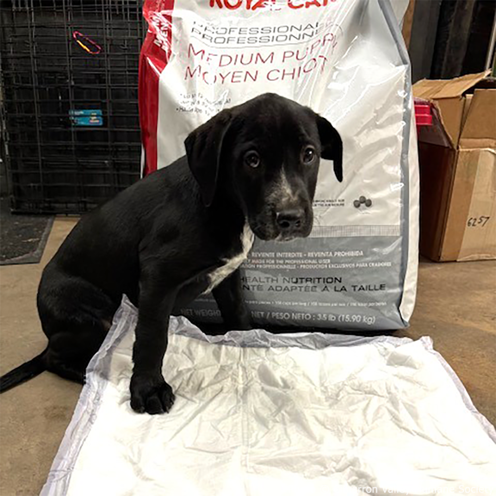 GivingTuesday: Care Package Drive for Shelter Pets、mySite、camillekostekn