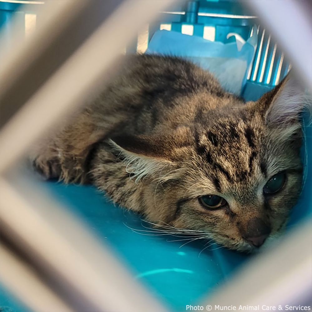 Funded: Help 20 Neglected Cats, Abandoned in Squalid House、mySite、camillekostekn