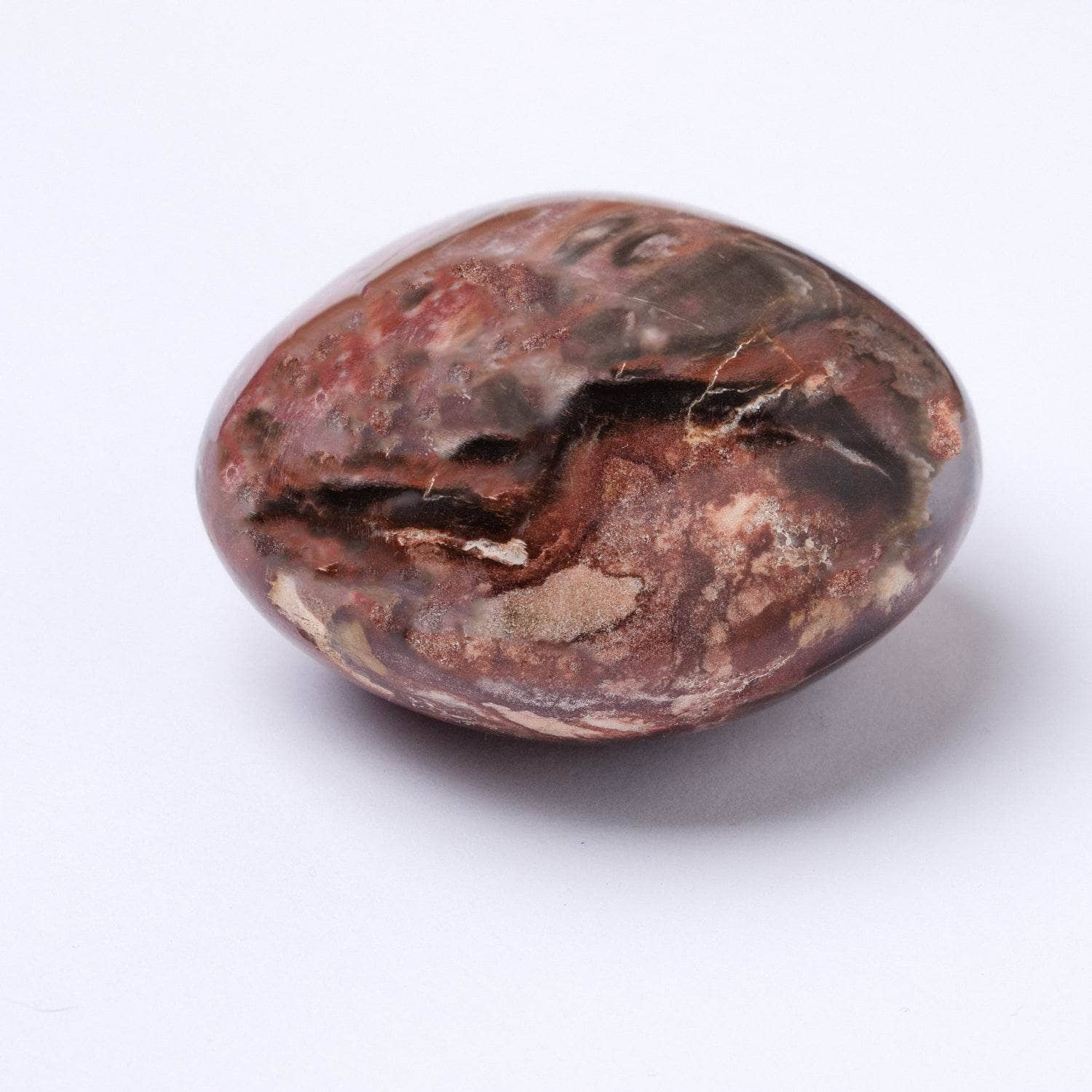 Petrified Wood Palm Stones - AAA Premium Quality、mySite、hinf8tx79