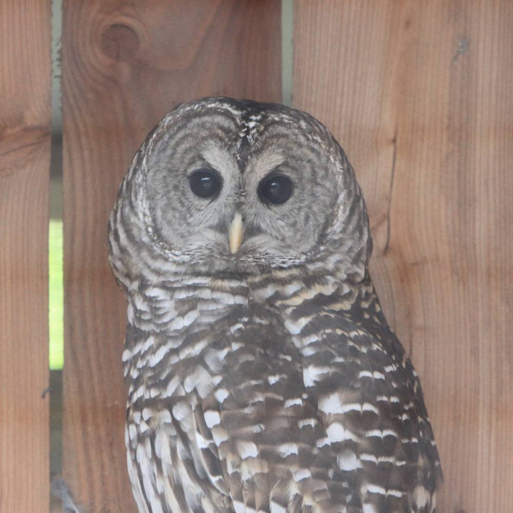 Help Injured Raptors Regain Their Wings、mySite、camillekostekn