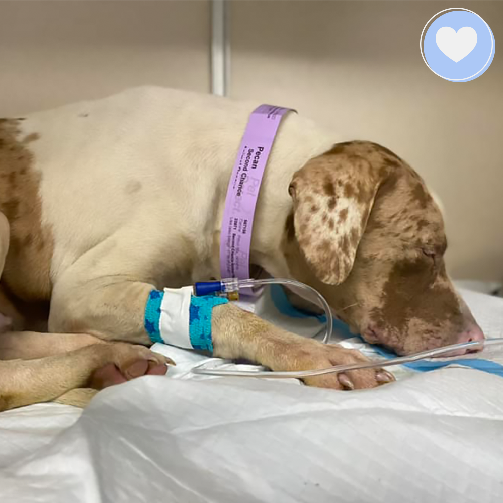 Funded - Help Pecan Breathe Easy、mySite、camillekostekn