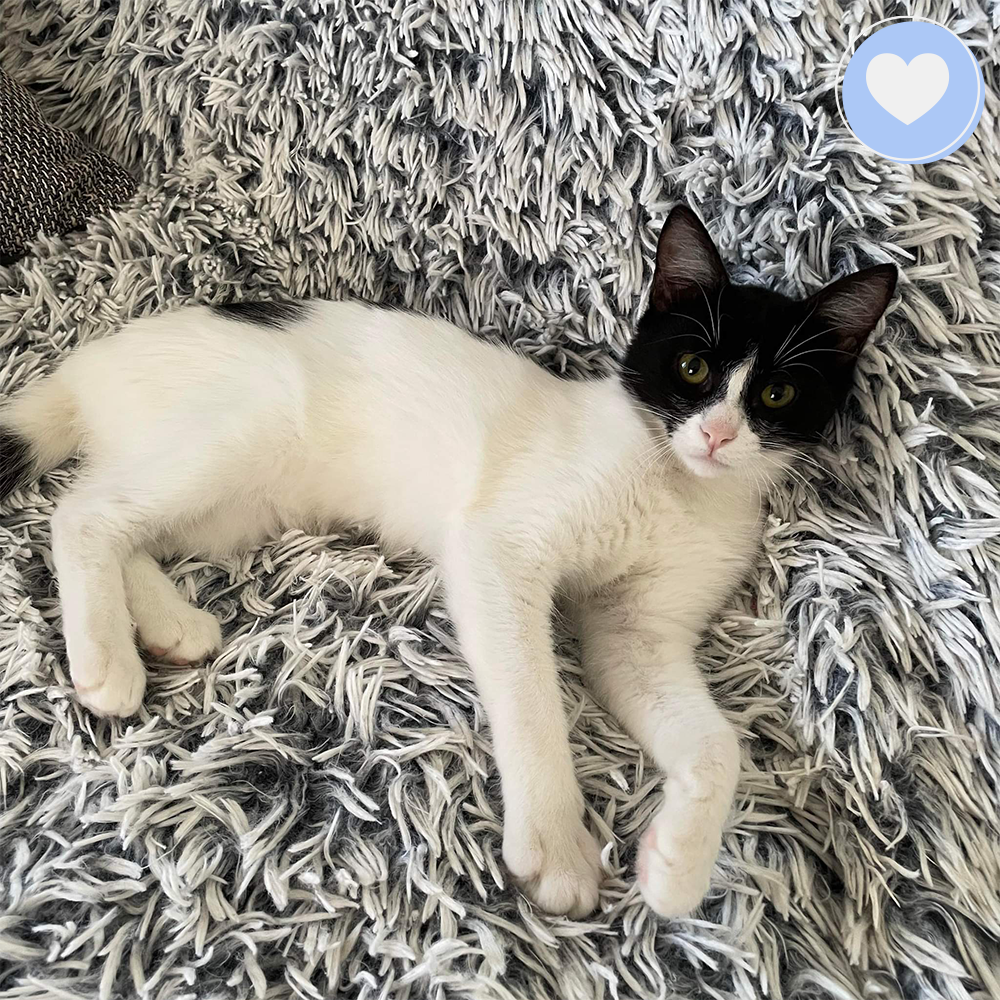 Funded: Help Juno Recover After Life-Threatening Hernia、mySite、camillekostekn