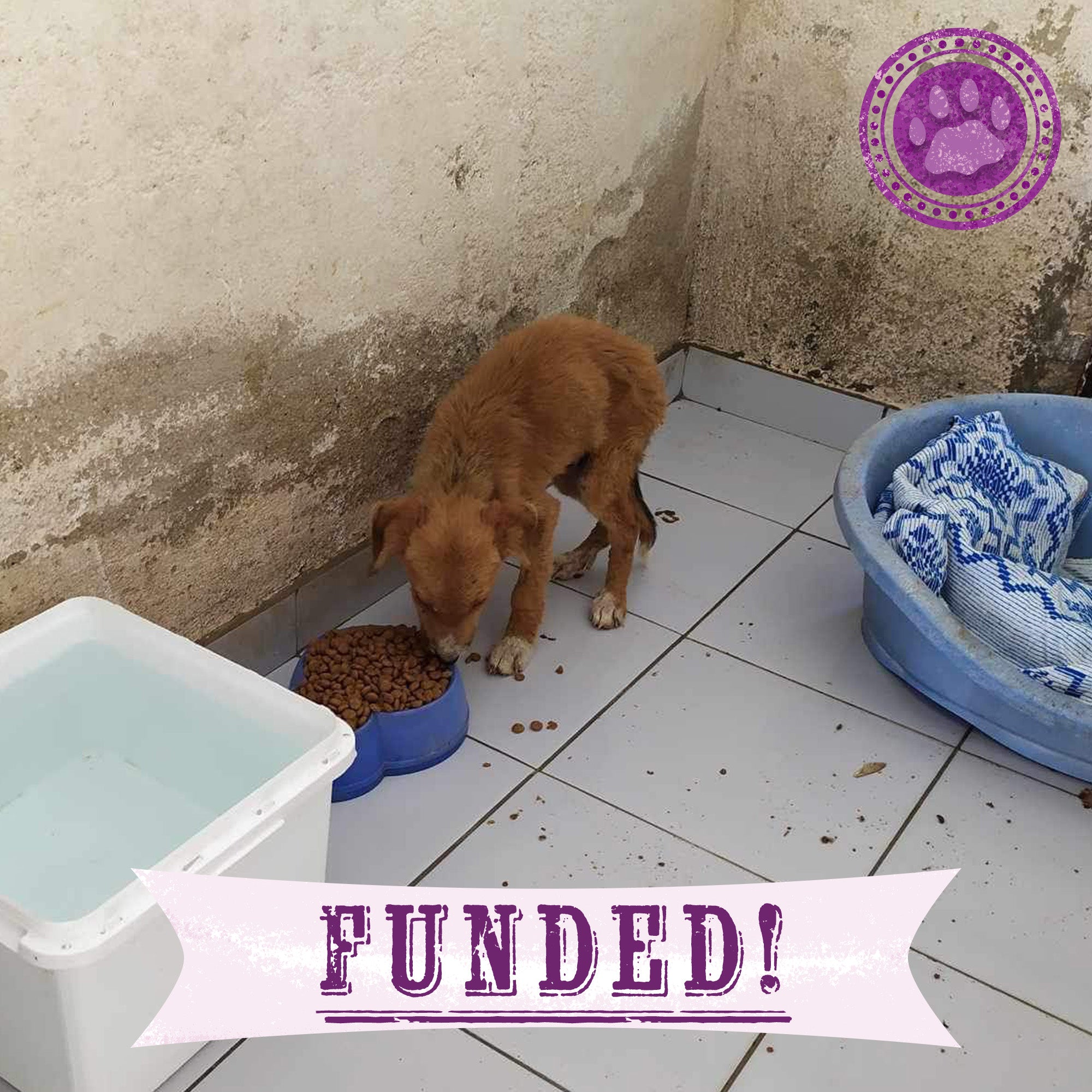 Funded: Athena Needs Us To Survive、mySite、camillekostekn