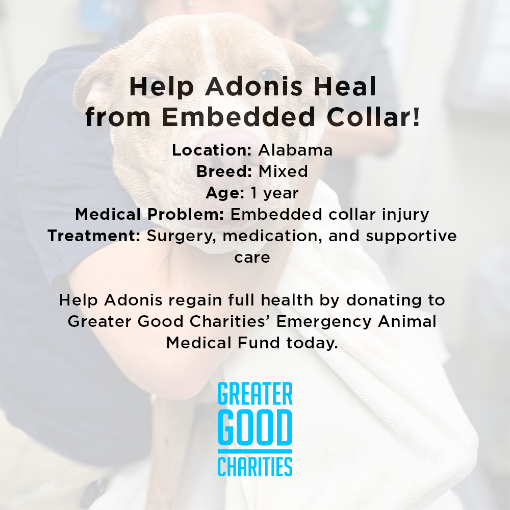 Funded: Help Adonis Heal from Embedded Collar、mySite、camillekostekn