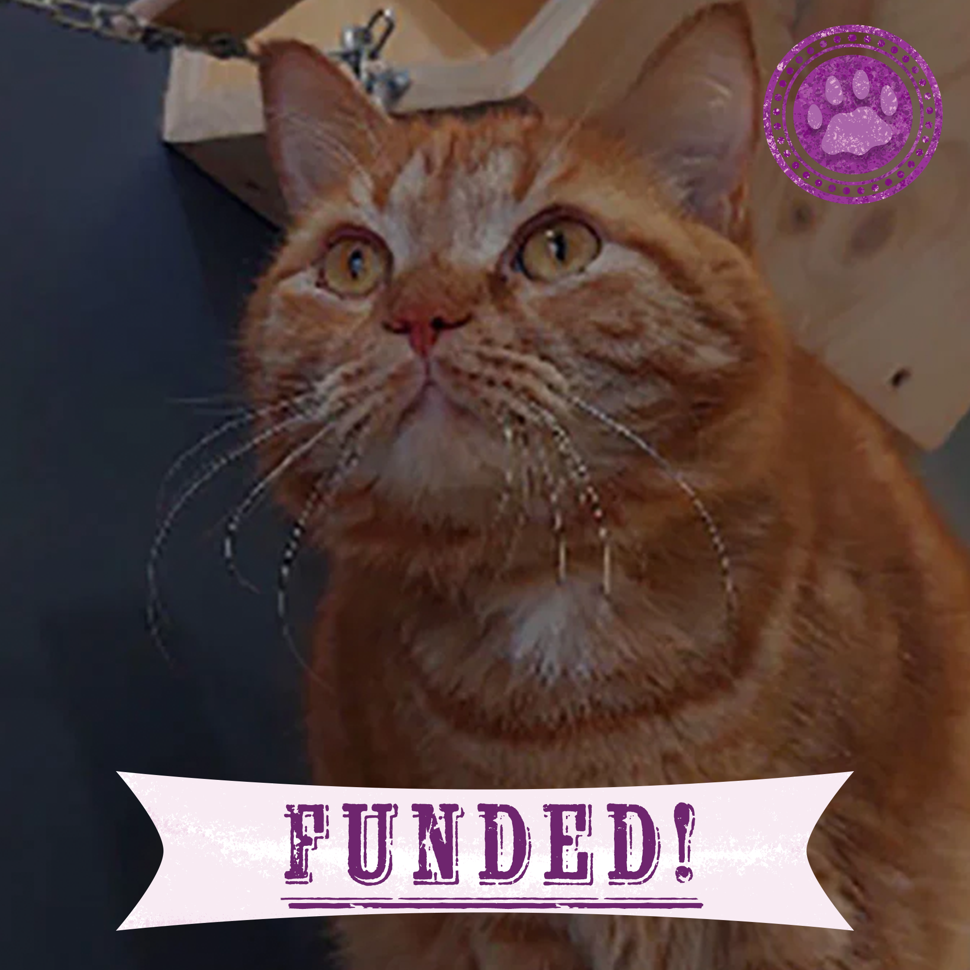 Funded: Help Garfield Recover from Life-Altering Surgery、mySite、camillekostekn