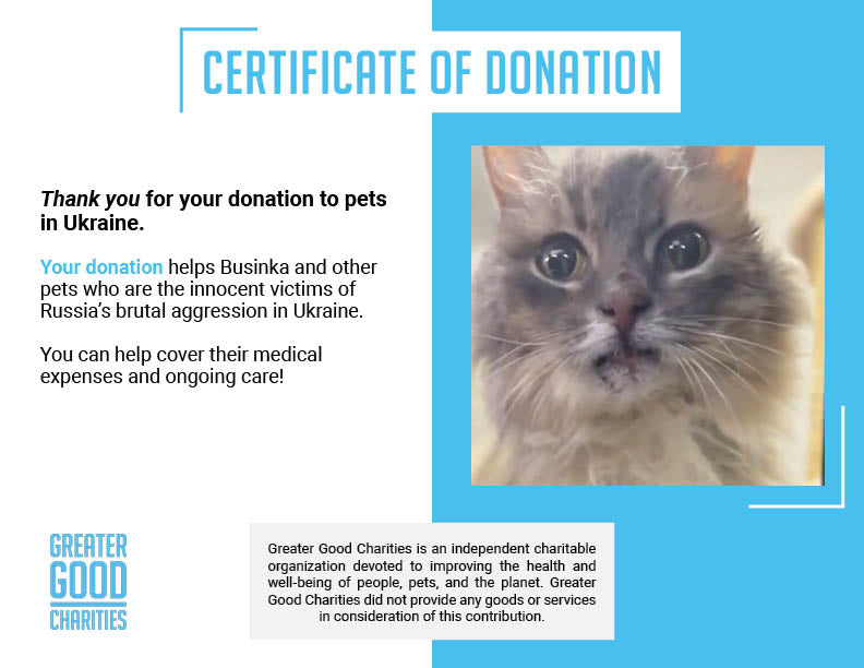 Funded: Help Senior Cat Rescued From Frontlines Heal、mySite、camillekostekn