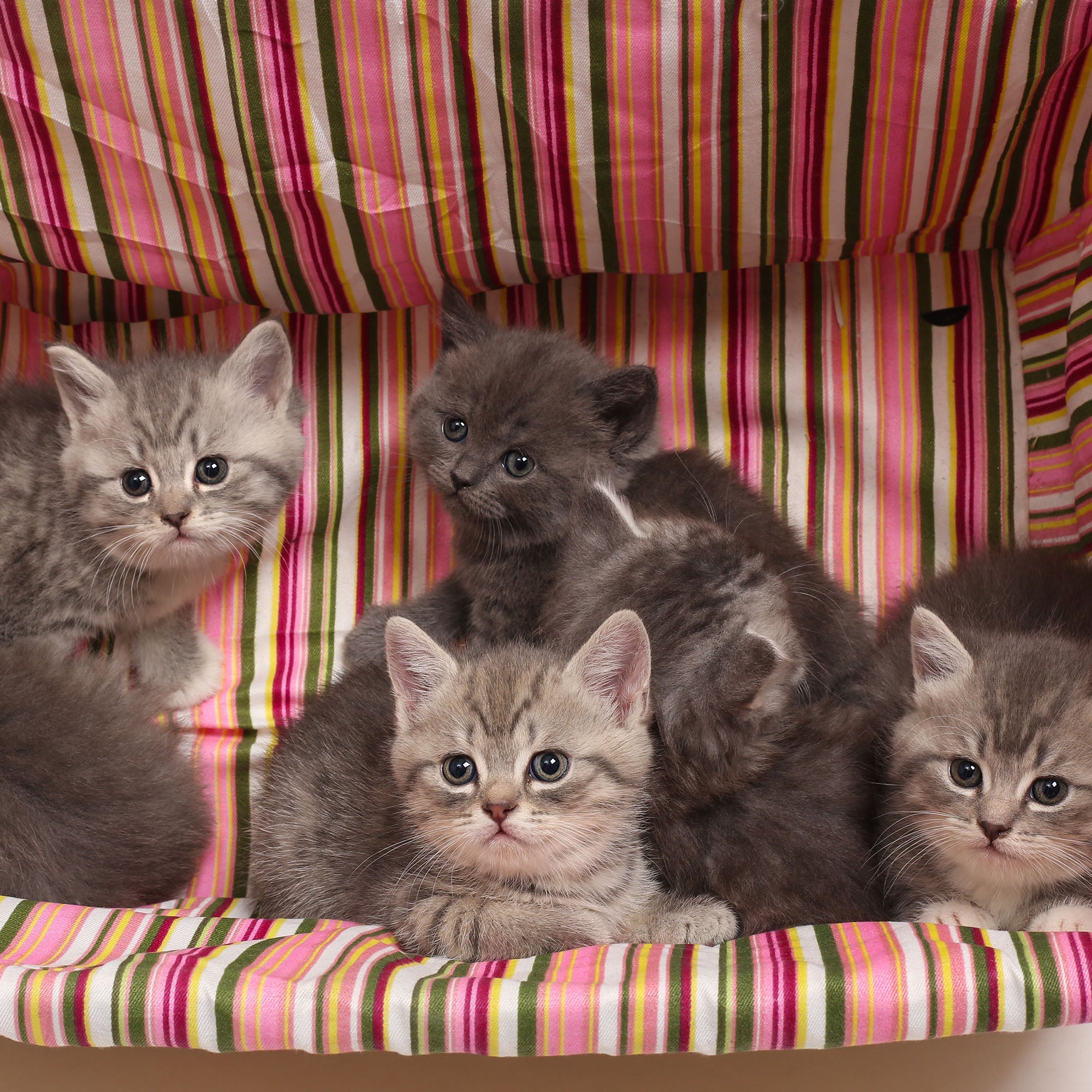 Help Save Newborn Kittens、mySite、camillekostekn