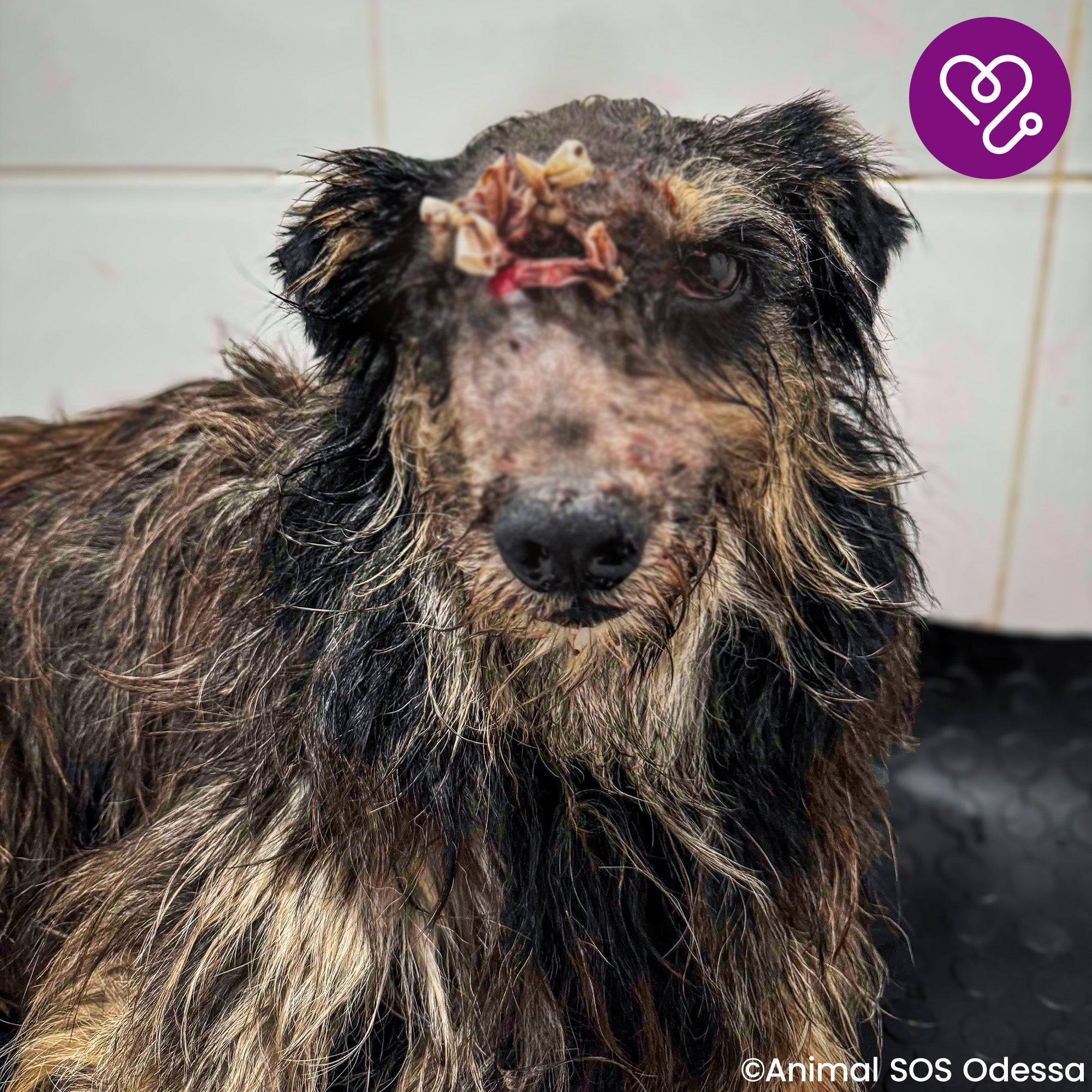 Funded: Help Mark Beat Disease、mySite、camillekostekn