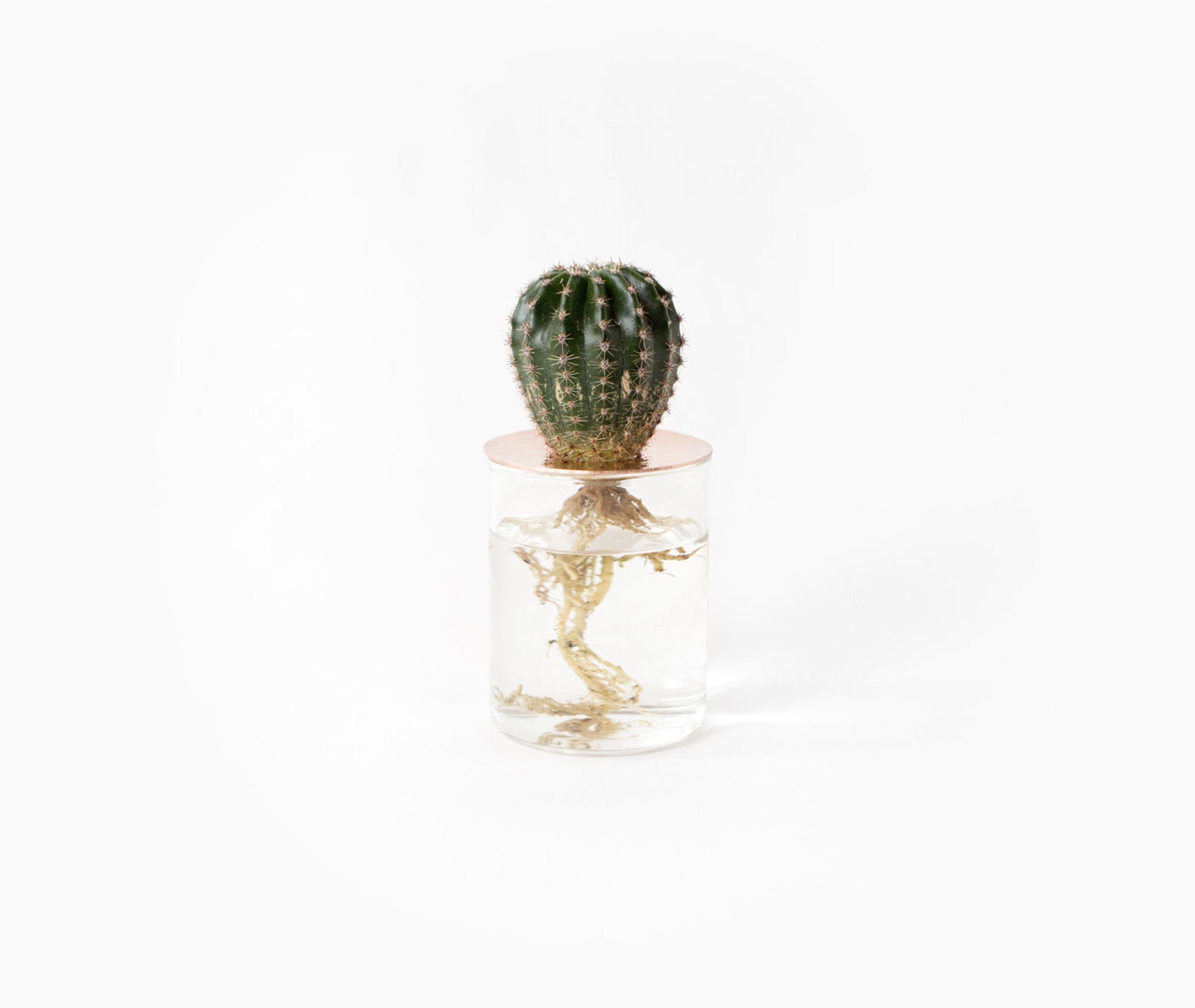 Lid Vision Glass Terrarium - Small、mySite、topwebapps