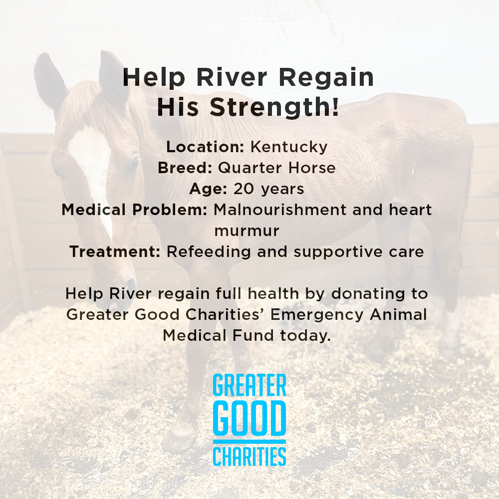 Funded: Help River Regain His Strength、mySite、camillekostekn