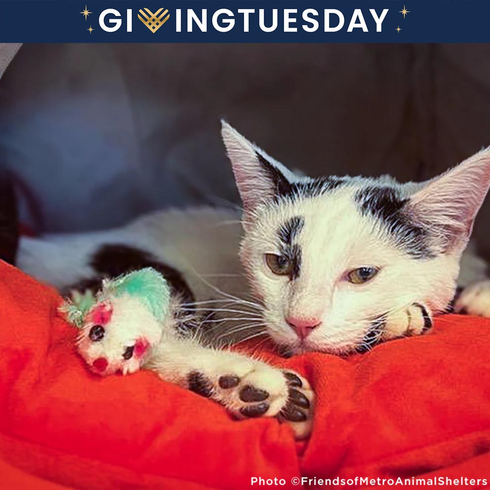 GivingTuesday: Care Package Drive for Shelter Pets、mySite、camillekostekn