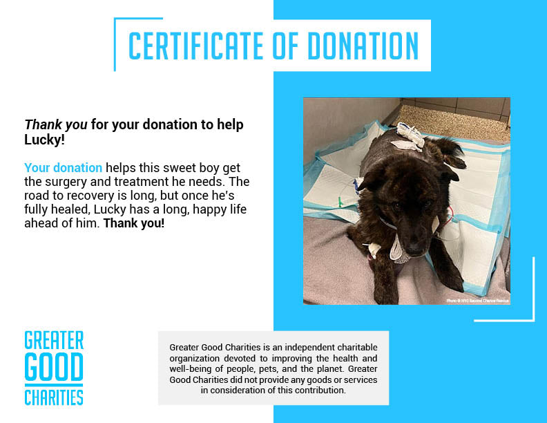 Funded: Lucky Was Shot: Help Save His Life、mySite、camillekostekn