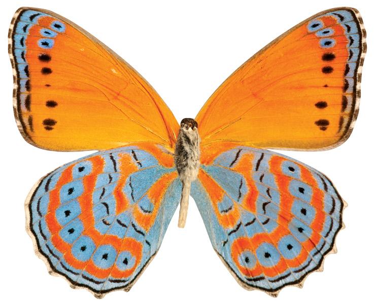  Note Card - Orange Butterfly、mySite、ghnorth