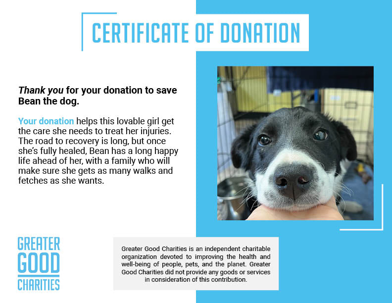 Funded: Help Bean Get Back on Her Feet、mySite、camillekostekn