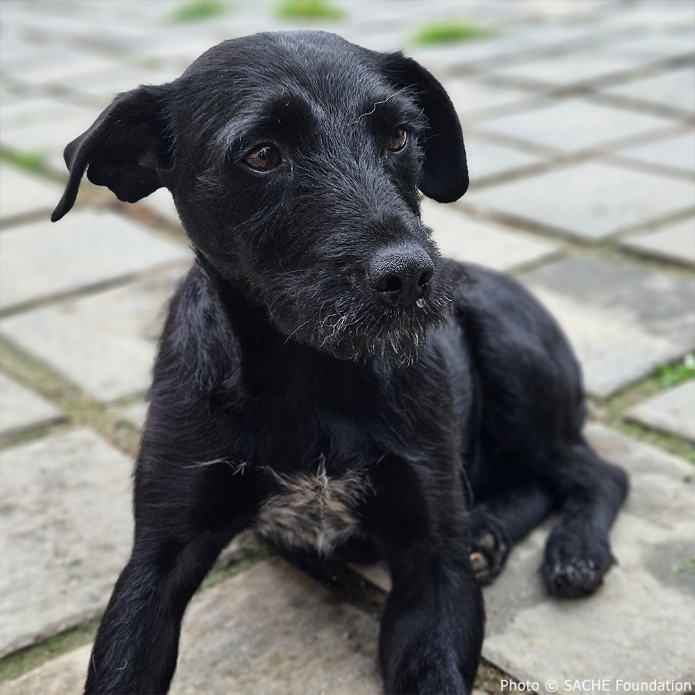 Funded: Help Heal Effie's Badly Broken Legs、mySite、camillekostekn