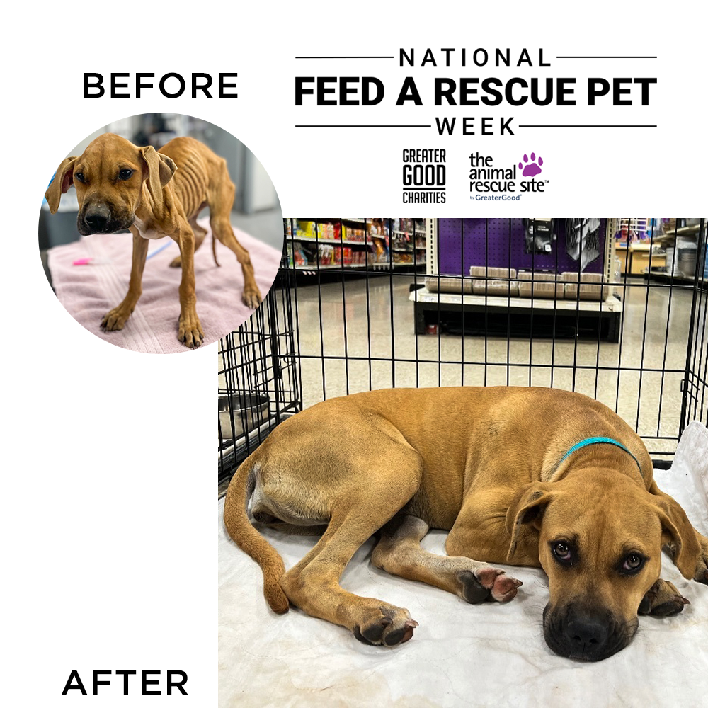 National Feed a Rescue Pet Week - Provide 3 Million Meals for Pets in Need、mySite、camillekostekn
