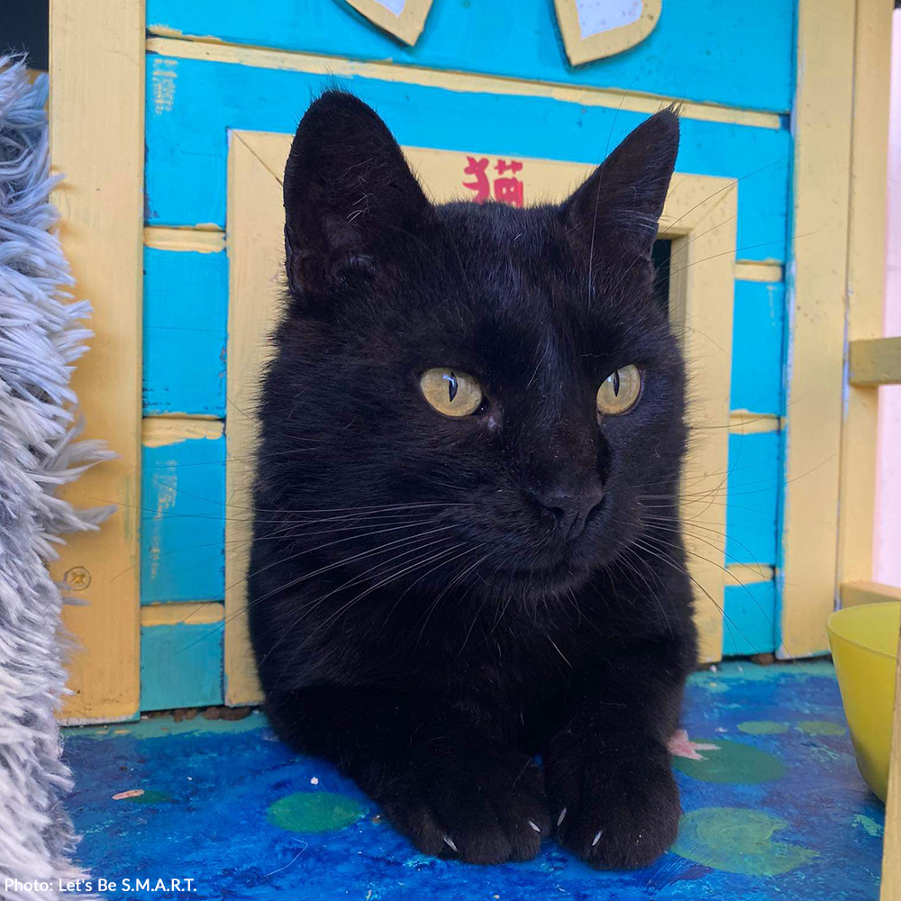 Funded: Help Ninja Recover From Gunshot Wound and Paralysis、mySite、camillekostekn