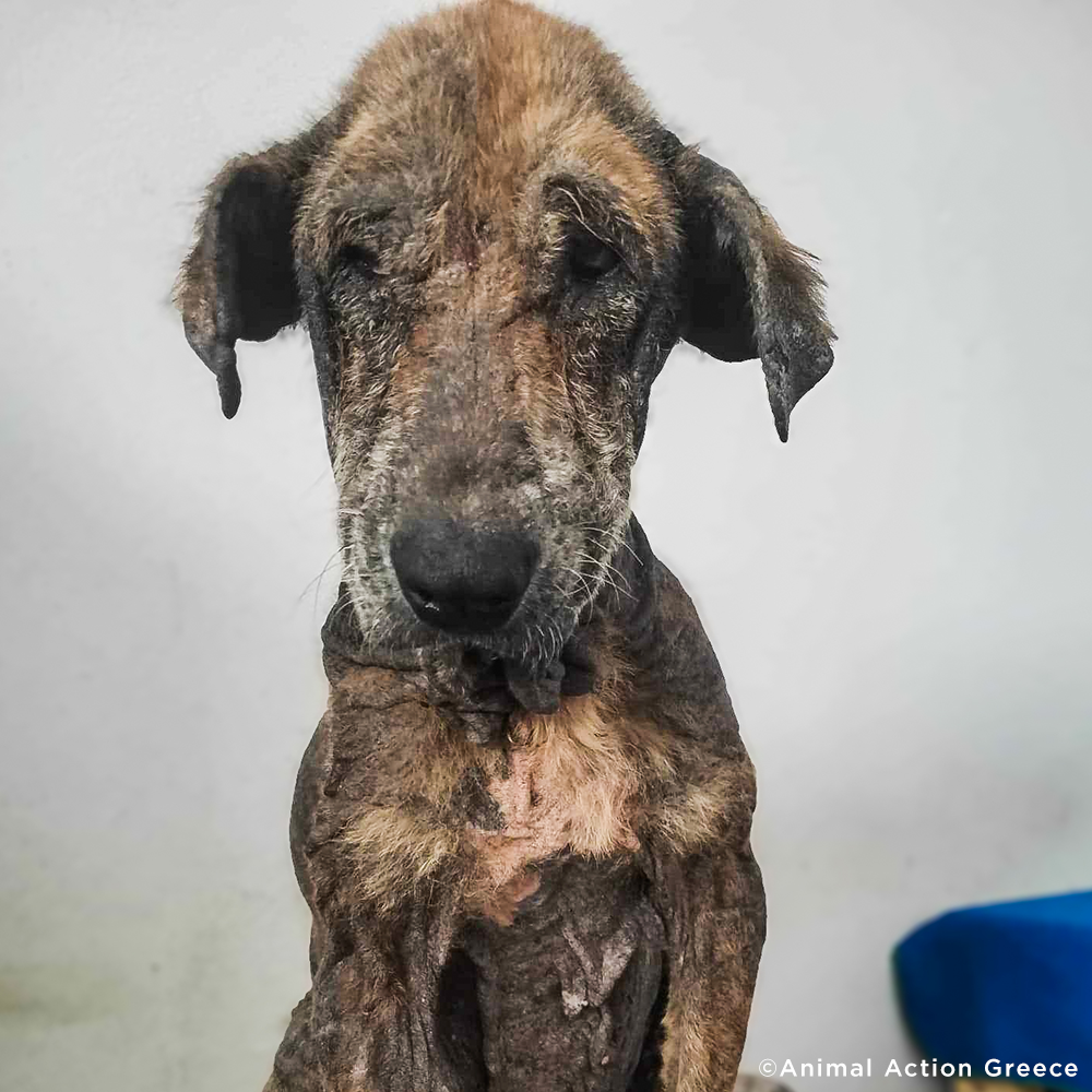 Funded: Help Emaciated Dog Who Was Waiting to Die Get Care He Needs、mySite、camillekostekn