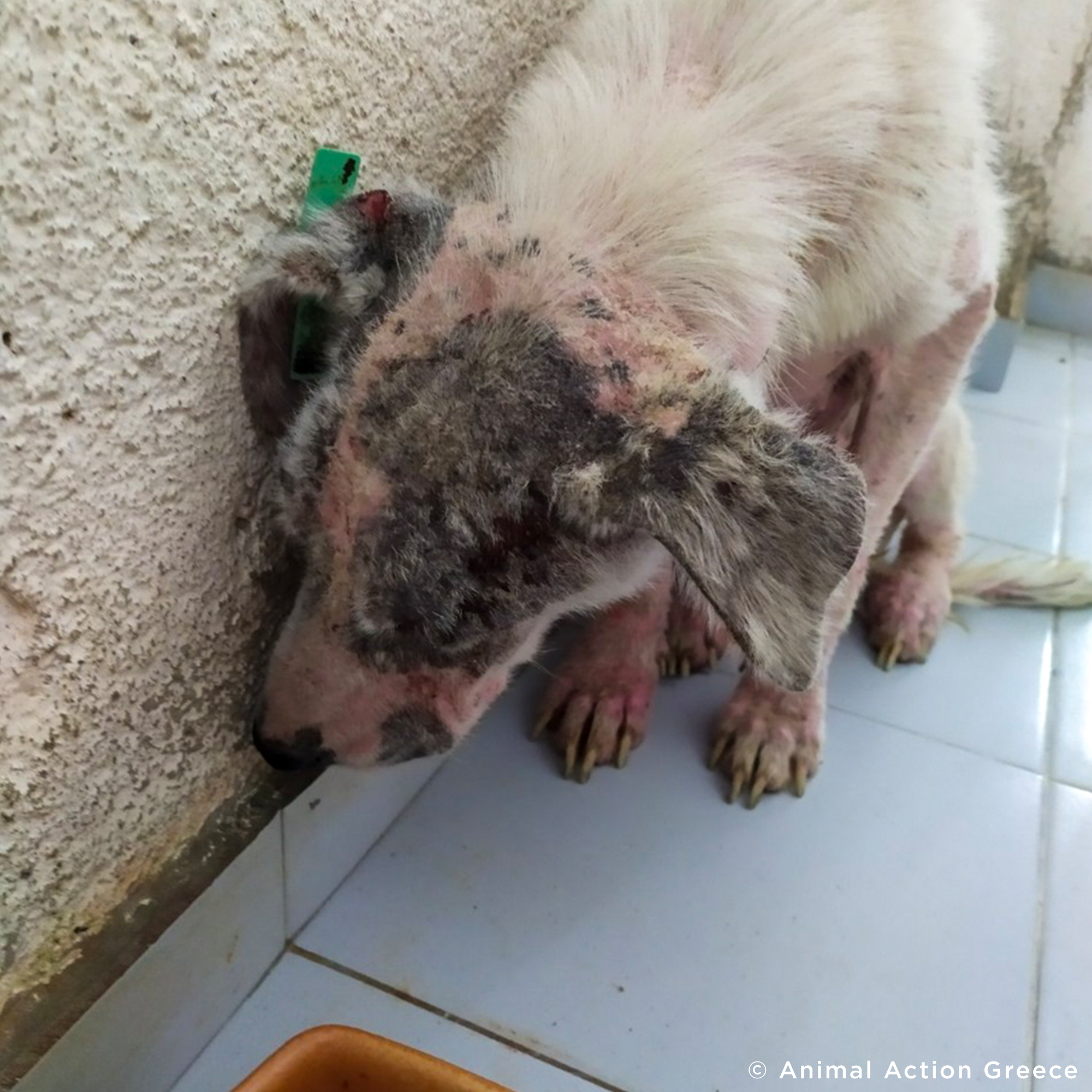Funded: Help Ghost Recover From Painful Skin Infection、mySite、camillekostekn