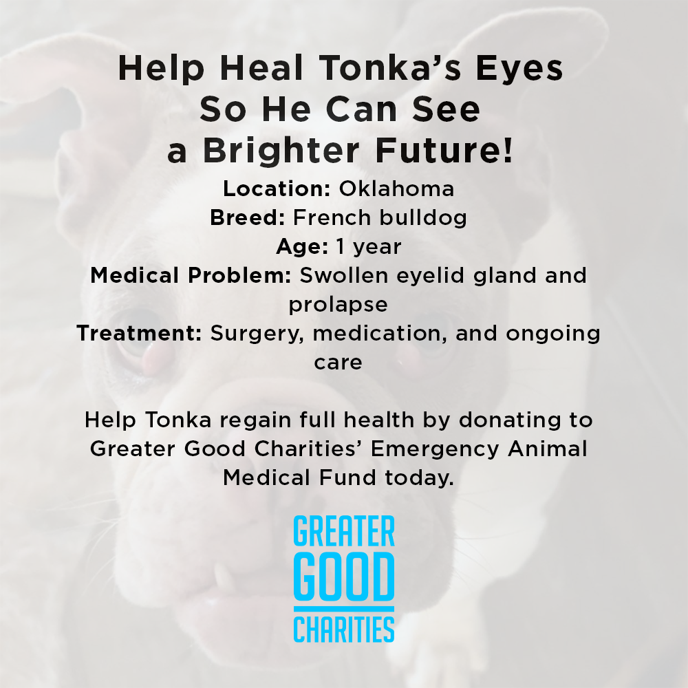 Funded: Help Heal Tonka’s Eyes So He Can See a Brighter Future、mySite、camillekostekn